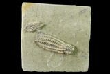 Two Fossil Crinoids (Histocrinus & Macrocrinus) - Indiana #135629-1